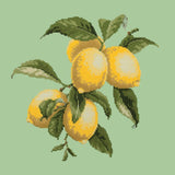 Lemons Needlepoint Kit Elizabeth Bradley Design Pale Green 