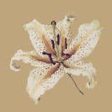 Oriental Lily Needlepoint Kit Elizabeth Bradley Design Sand 