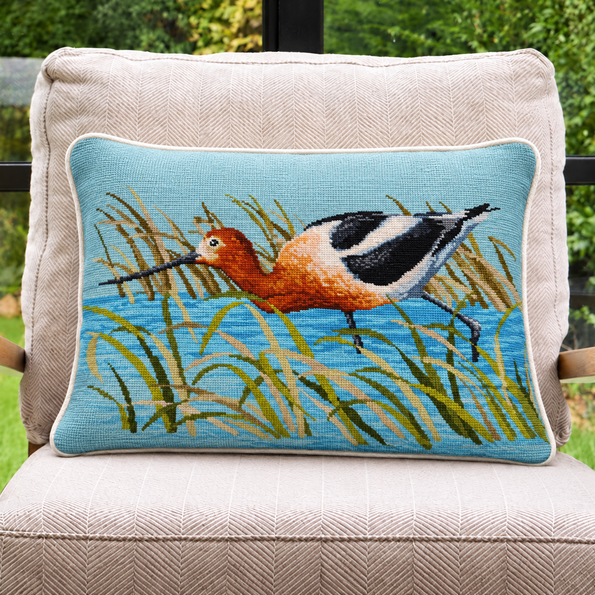 The American Avocet
