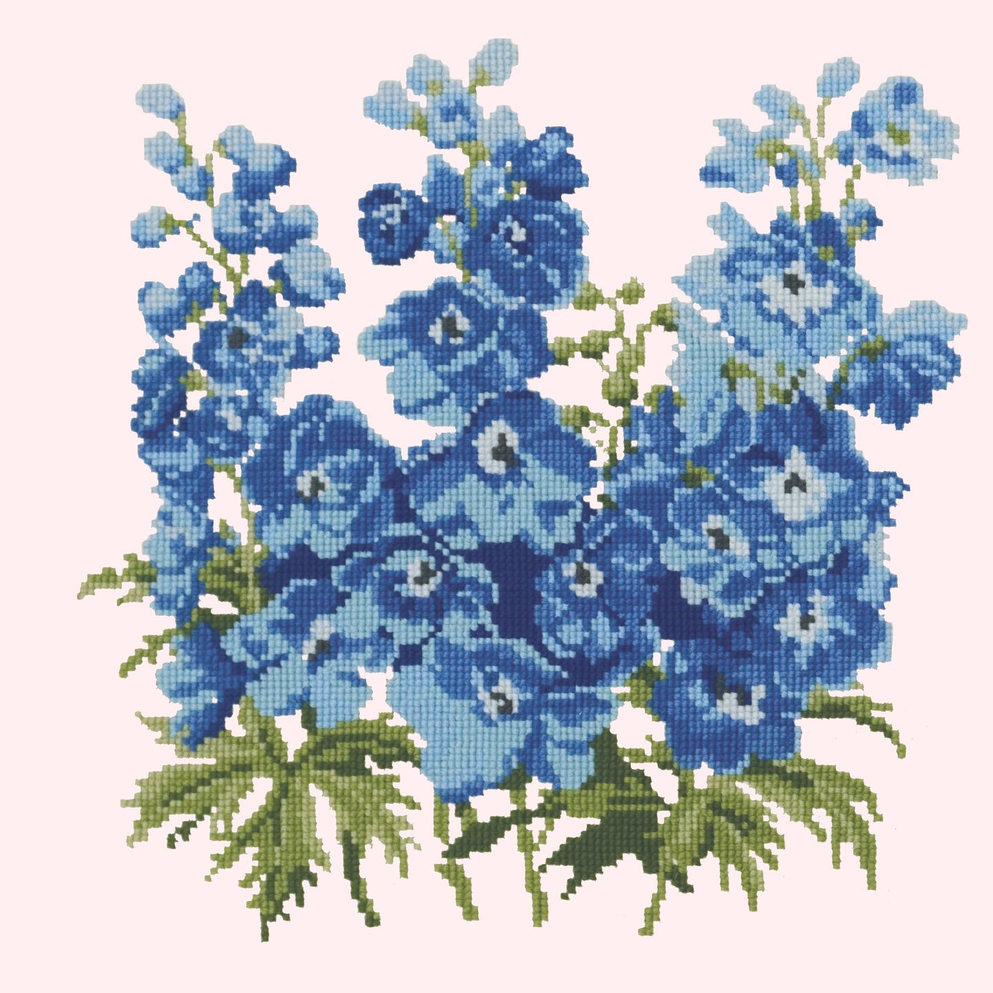 Delphinium