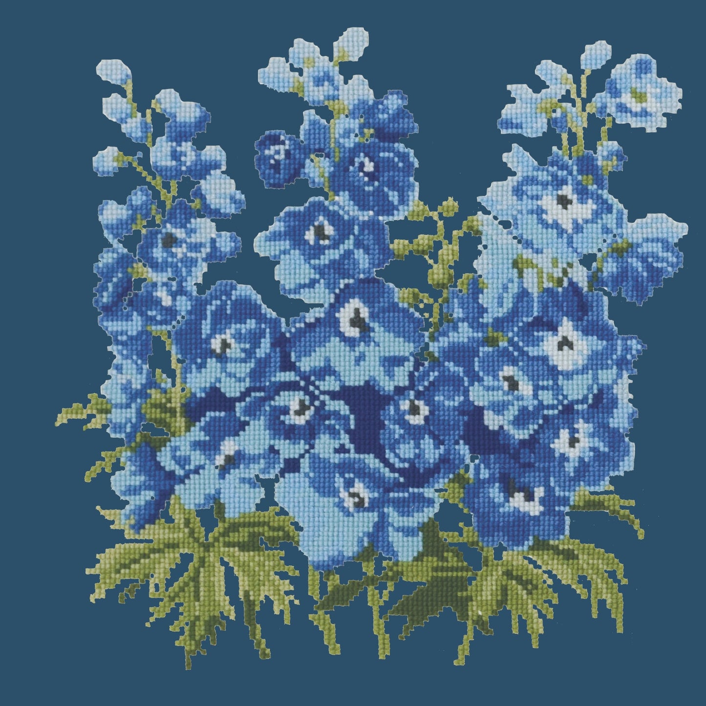 Delphinium