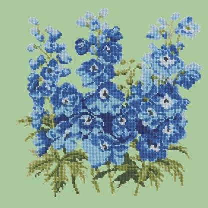 Delphinium