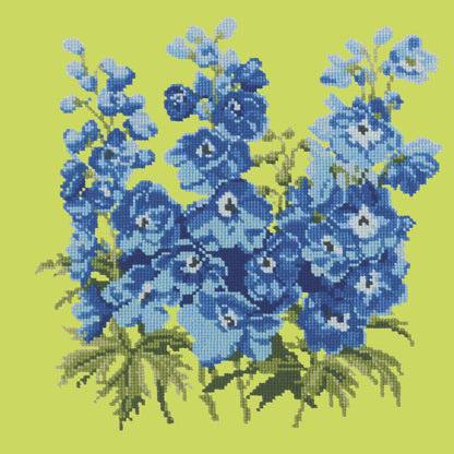 Delphinium