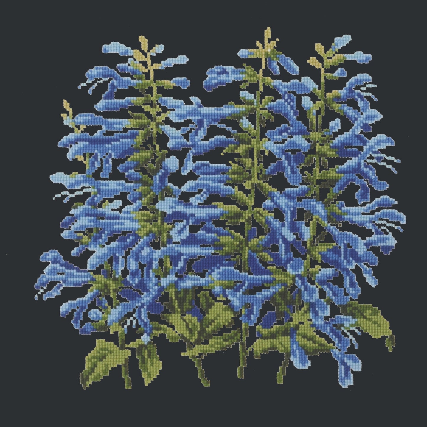 Salvia