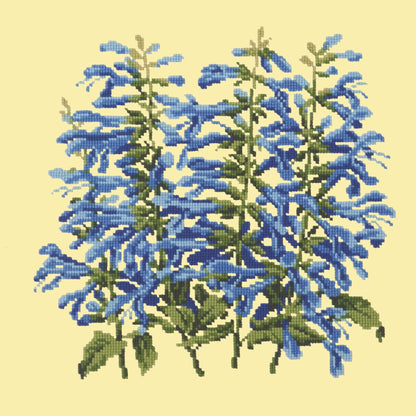 Salvia