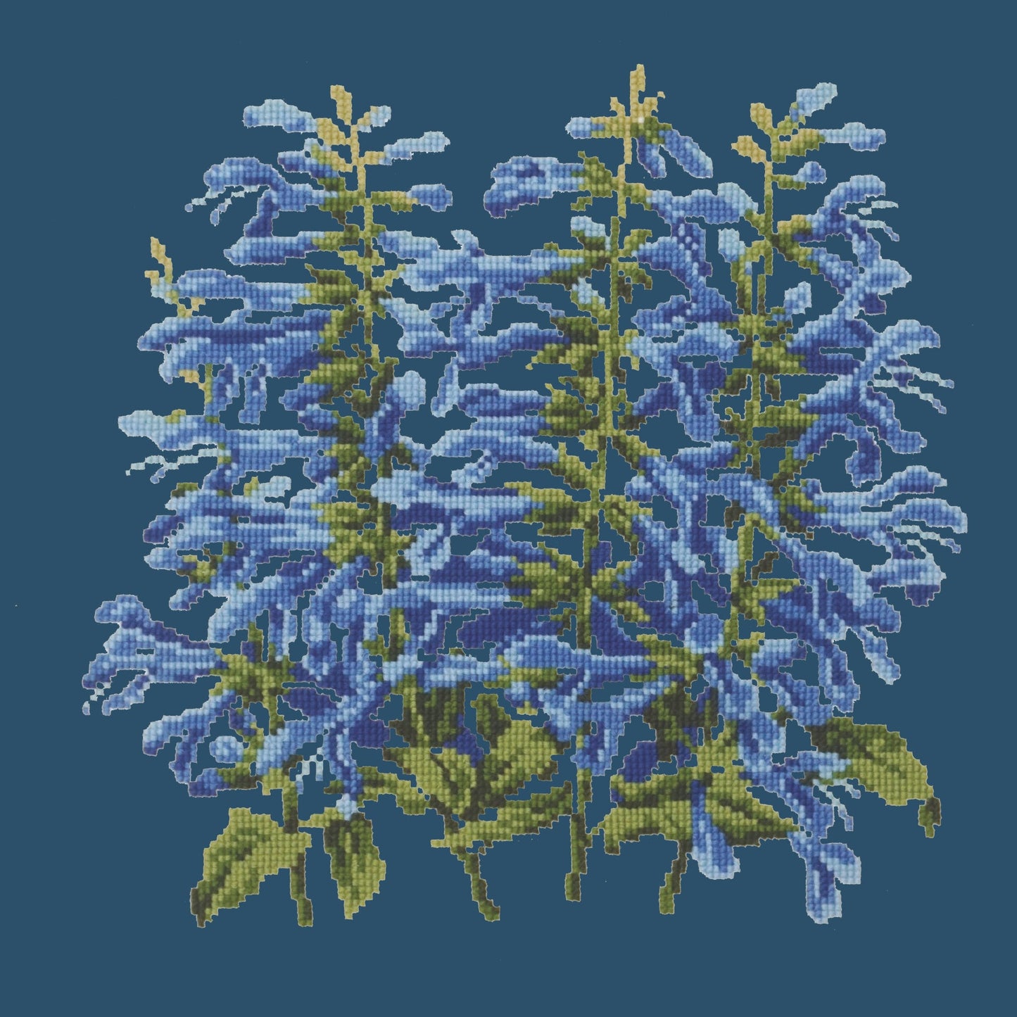 Salvia