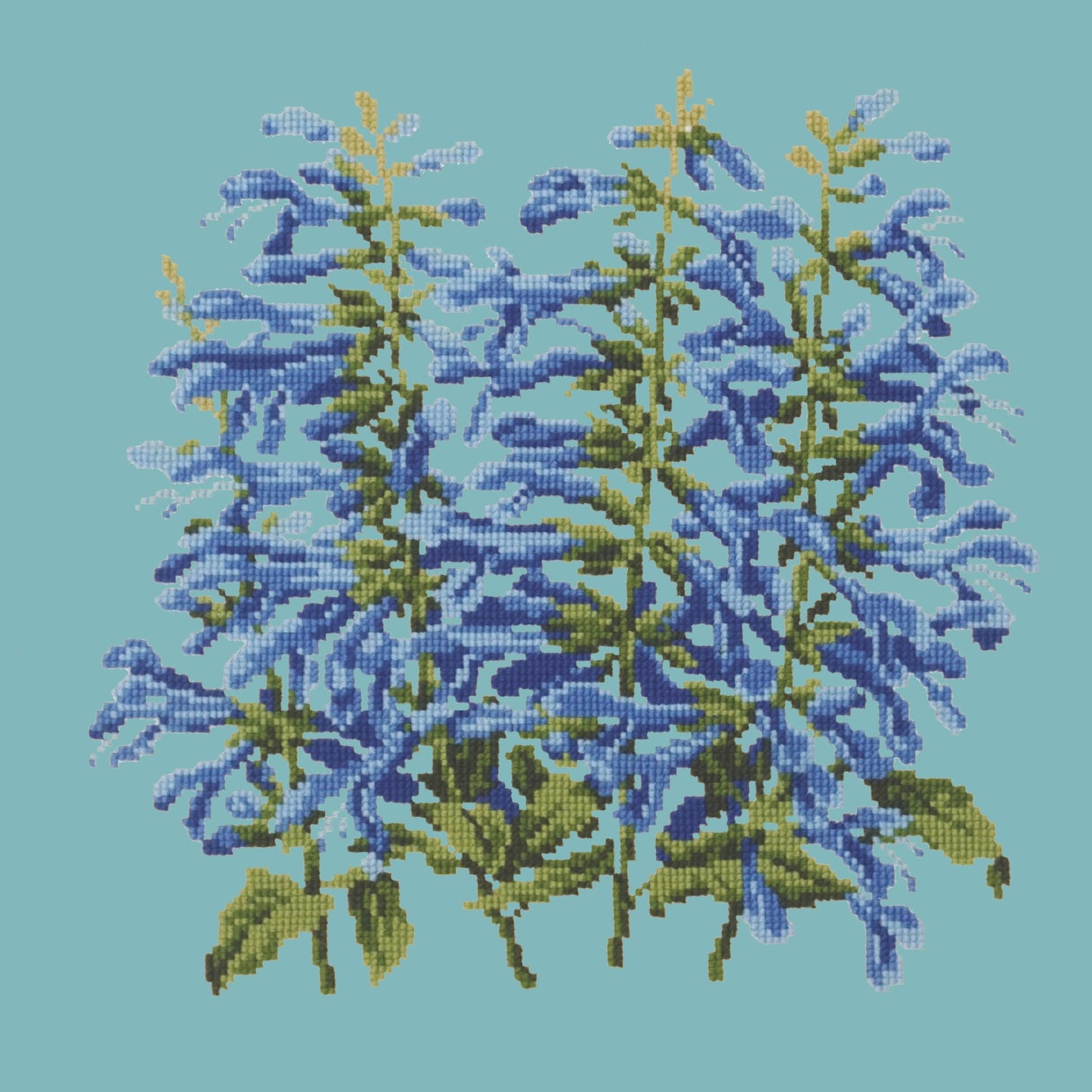 Salvia