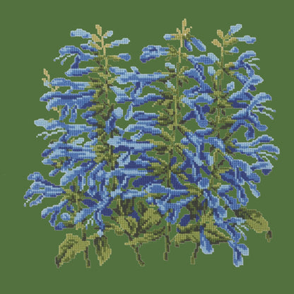 Salvia