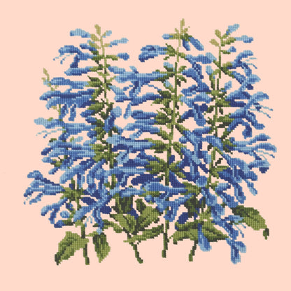 Salvia