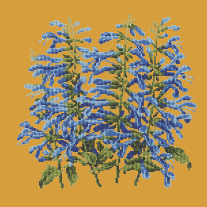 Salvia