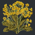 Cowslip