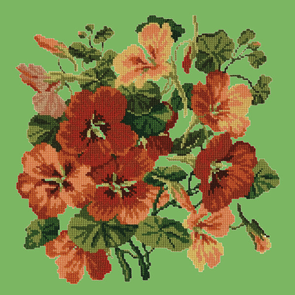 Nasturtium