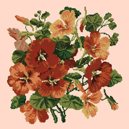 Nasturtium