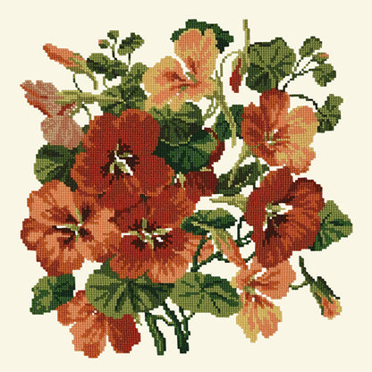 Nasturtium