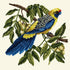 Rosella