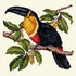 Toucan