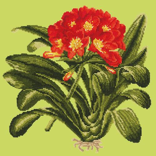 Clivia Needlepoint Kit Elizabeth Bradley Design Pale Lime 