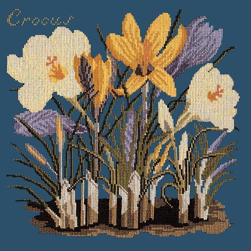 Crocus