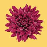Dahlia Needlepoint Kit Elizabeth Bradley Design Sunflower Yellow 