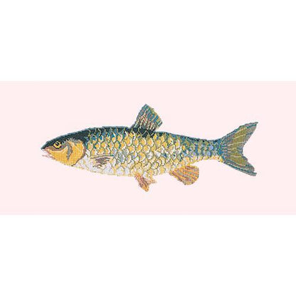 Freshwater Chub Needlepoint Kit Elizabeth Bradley Design Cream 