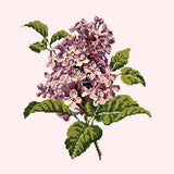 Lilac Needlepoint Kit Elizabeth Bradley Design Cream 