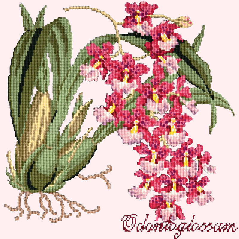Odontoglossum (Tiger Orchid) Needlepoint Kit Elizabeth Bradley Design Cream 
