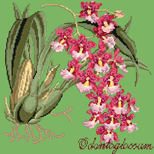 Odontoglossum (Tiger Orchid) Needlepoint Kit Elizabeth Bradley Design Grass Green 