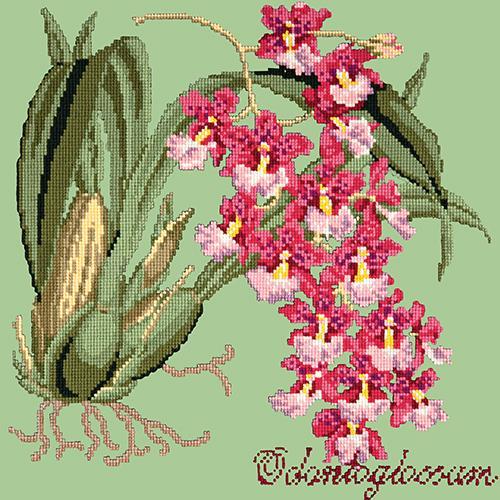 Odontoglossum (Tiger Orchid) Needlepoint Kit Elizabeth Bradley Design Pale Green 