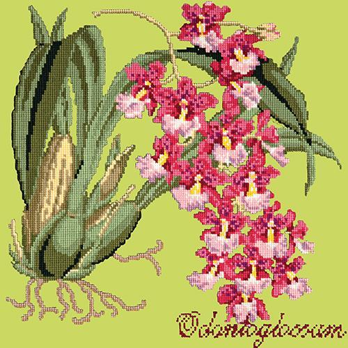 Odontoglossum (Tiger Orchid) Needlepoint Kit Elizabeth Bradley Design Pale Lime 
