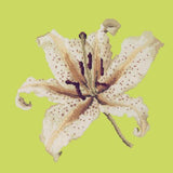 Oriental Lily Needlepoint Kit Elizabeth Bradley Design Pale Lime 