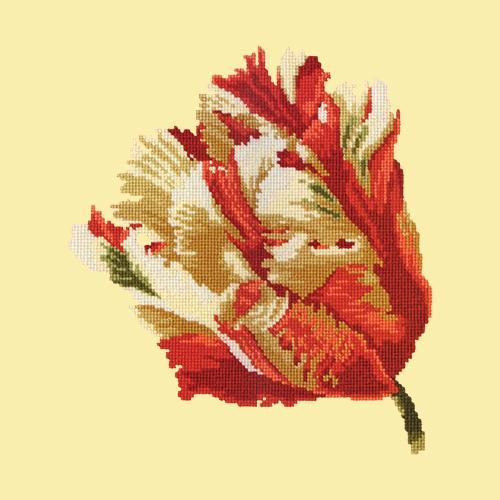 Parrot Tulip
