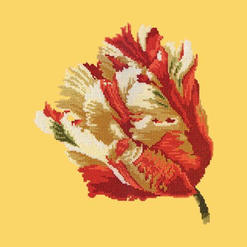 Parrot Tulip