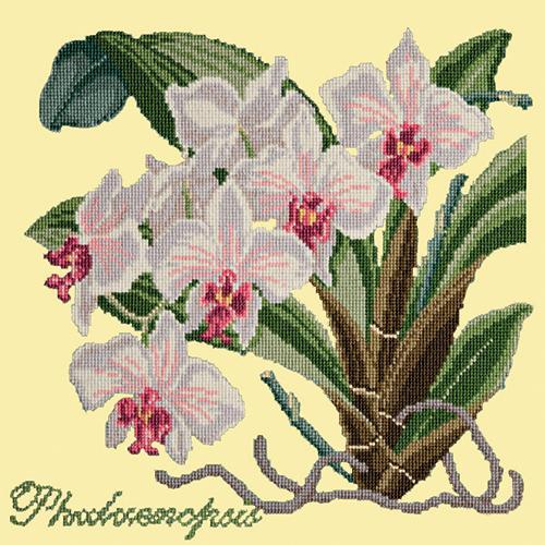 Phalaenopsis (Moth Orchid) Needlepoint Kit Elizabeth Bradley Design Butter Yellow 