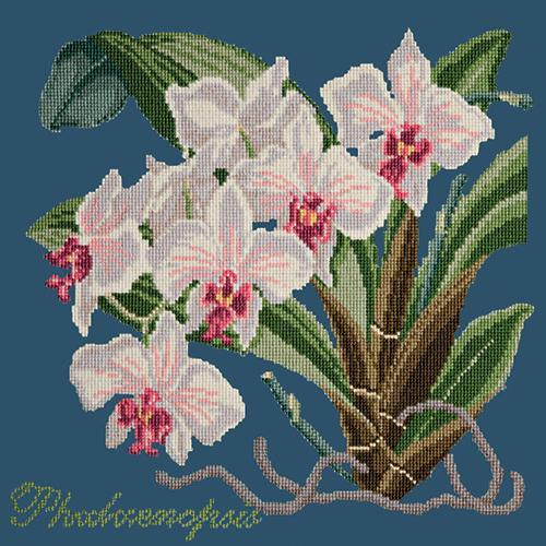 Phalaenopsis (Moth Orchid)