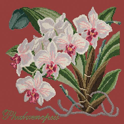 Phalaenopsis (Moth Orchid) Needlepoint Kit Elizabeth Bradley Design Dark Red 