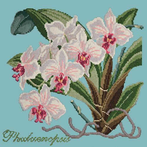 Phalaenopsis (Moth Orchid) Needlepoint Kit Elizabeth Bradley Design Duck Egg Blue 