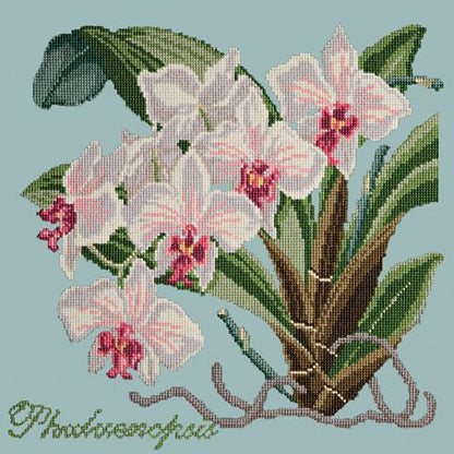 Phalaenopsis (Moth Orchid) Needlepoint Kit Elizabeth Bradley Design Pale Blue 