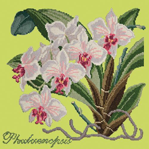 Phalaenopsis (Moth Orchid) Needlepoint Kit Elizabeth Bradley Design Pale Lime 