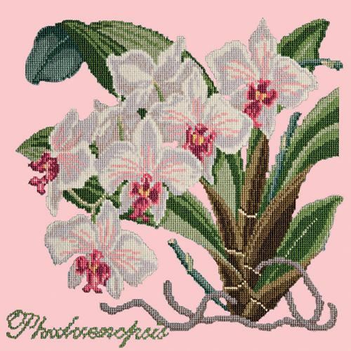 Phalaenopsis (Moth Orchid) Needlepoint Kit Elizabeth Bradley Design Pale Rose 