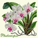 Phalaenopsis (Moth Orchid) Needlepoint Kit Elizabeth Bradley Design Winter White 