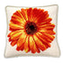 Pot Marigold