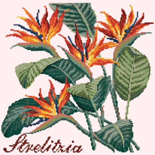 Strelitzia (Bird of Paradise) Needlepoint Kit Elizabeth Bradley Design Cream 