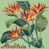 Strelitzia (Bird of Paradise) Needlepoint Kit Elizabeth Bradley Design Pale Green 