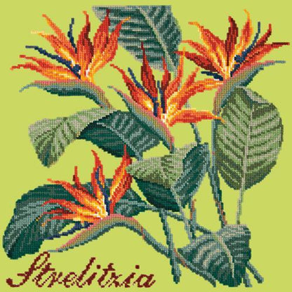 Strelitzia (Bird of Paradise) Needlepoint Kit Elizabeth Bradley Design Pale Lime 