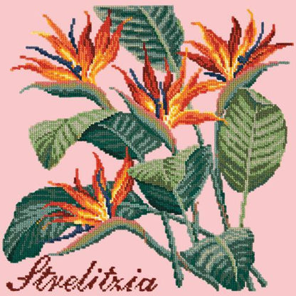 Strelitzia (Bird of Paradise) Needlepoint Kit Elizabeth Bradley Design Pale Rose 