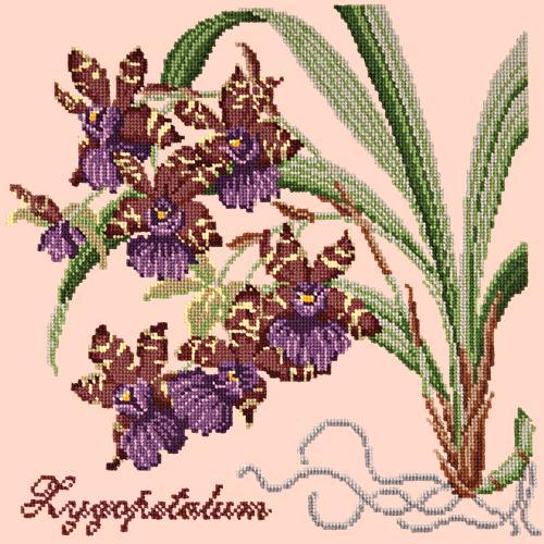 Zygopetalum (Ladybird Orchid)